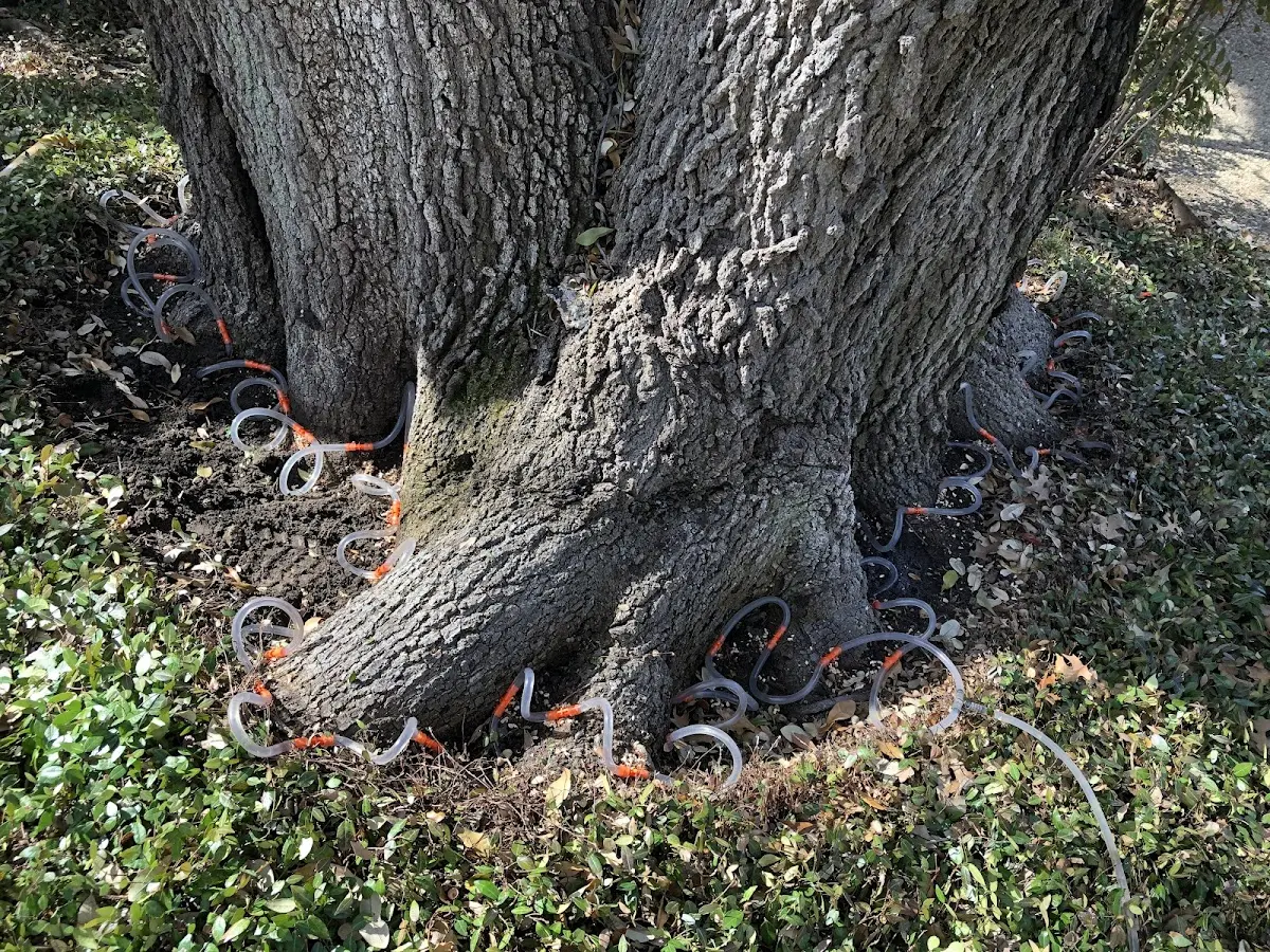 Detailed Tree Cabling and Bracing job site in Mosca