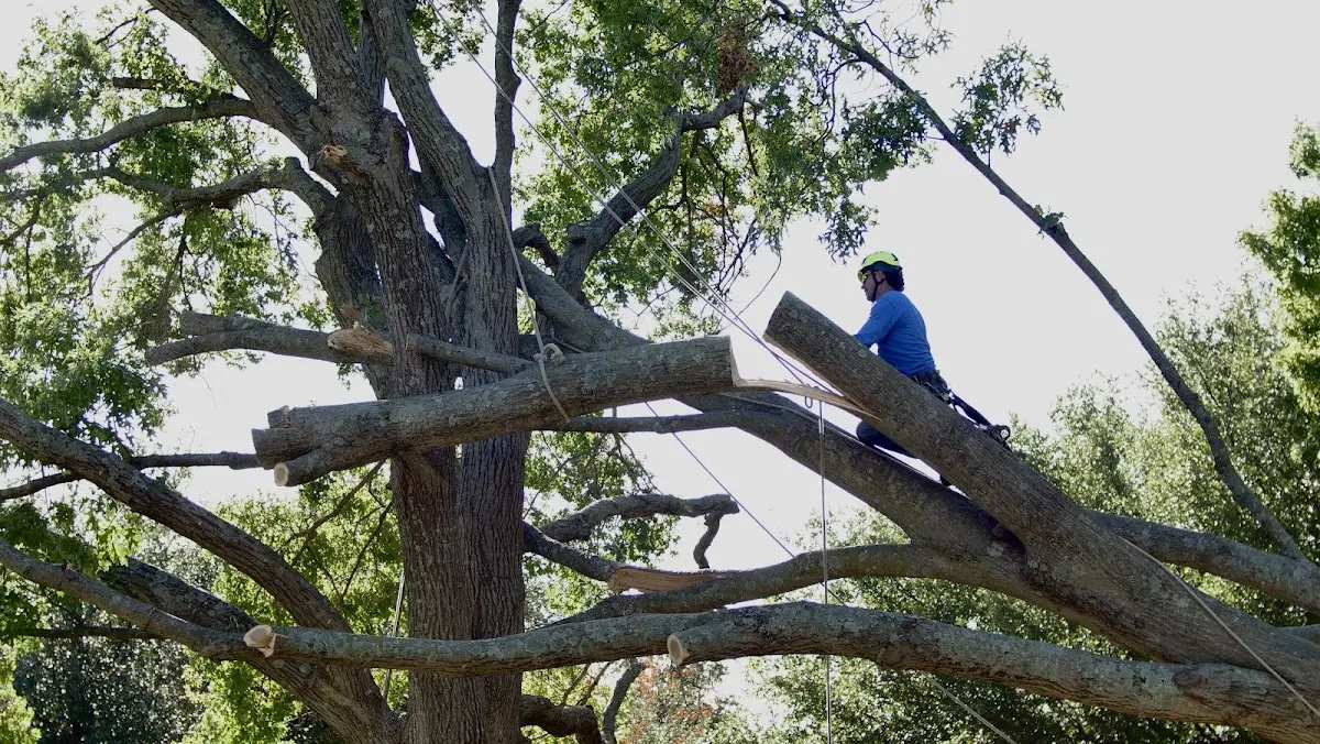Professional Crown Thinning performed by certified arborists in Mosca